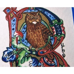 Alphabet aux oiseaux: Hibou grand Duc, Initiale B